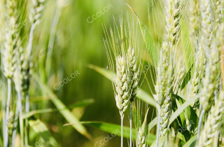 植物花卉：小麦穗